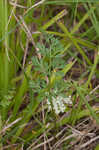 American wild carrot